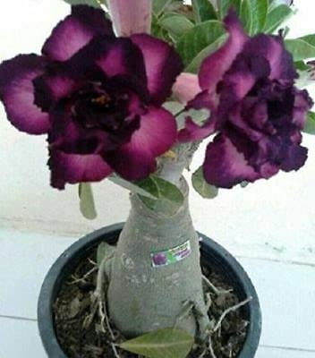 Graines de fleurs de rose du désert violet et noir paquet de 100 graines
