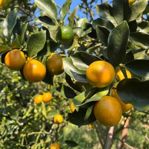 semi del kumquat - esotici biologiche rare 10pcs