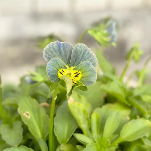 viola cornuta - semi di decorazione selvatiche perenne resistenti tagliati 15pz