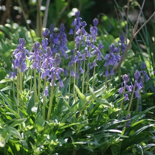 75 pcs Hyacinthoides samen schmetterlingsflieder winterfeste pflanzen für balkon bäume kaufen bienenweide saatgut wildblumensamen mehrjährig dekoration wohnzimmer bonsai