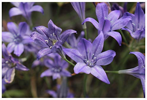 20 Triteleia Queen Fabiola Brodiaea Autumn Planting Bulbs Spring Summer Flowering Garden Perennials