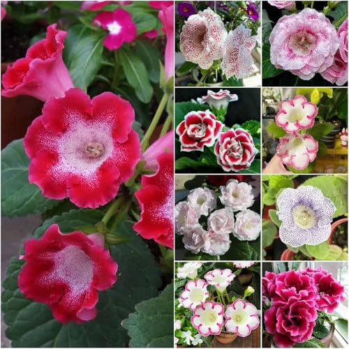 gloxinia - semillas Semillas de pradera, de primavera verano jardín balcón resistentes 250pcs