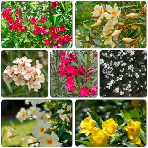 semi oleandro serrature balcone selvatici balcone decorazione interni esotici primavera perenni resistente ufficio parterre 20pcs