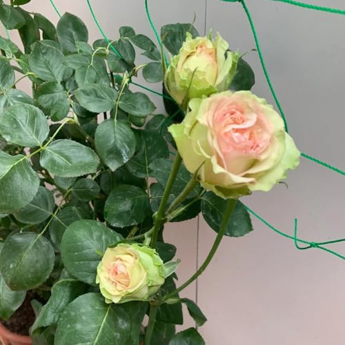 semillas de rosal - extraño decoración semillas de arbustos del jardín variedades antiguas orgánico regalos para jardineros exótico arbustos con flores, resistentes 400pcs