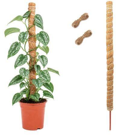 Supporto Monstera,HMCEY Bastone per Piante Rampicanti 120 CM | Dotato Di Una Corda Di Juta Lunga 2 M,Pieghevole a Piacere,Riutilizzabile,Resistente Alla Corrosione,per Giardino Domestico