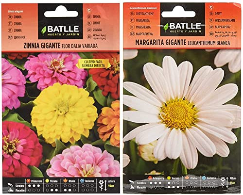Semillas Batlle Battle - Semi di Fiori - Zinnia Gigante a fior di Dalia & Semi di Fiori – Margherita Gigante Leucantemum Bianca
