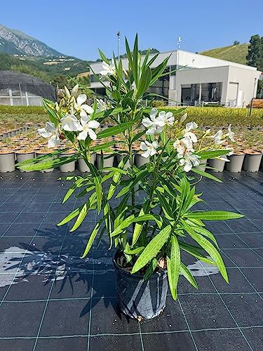 Nerium Oleander (OLEANDRO)(Bianco)