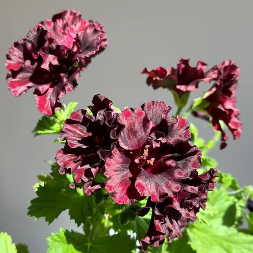 semillas de geranio colgante de jardín, pelargonio resistentes al aire libre semillas de perennes para lugares soleados 55pcs