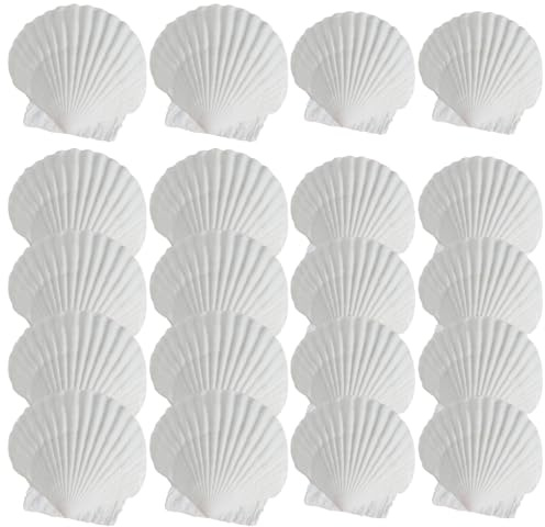 BEAHING 20 pièces coquilles de pétoncles Coquillages de mer naturels 2.8-3.5in et 4.3-4.7in pour Bricolage Artisanat Aquarium Remplissage Vase fête Plage Mariage