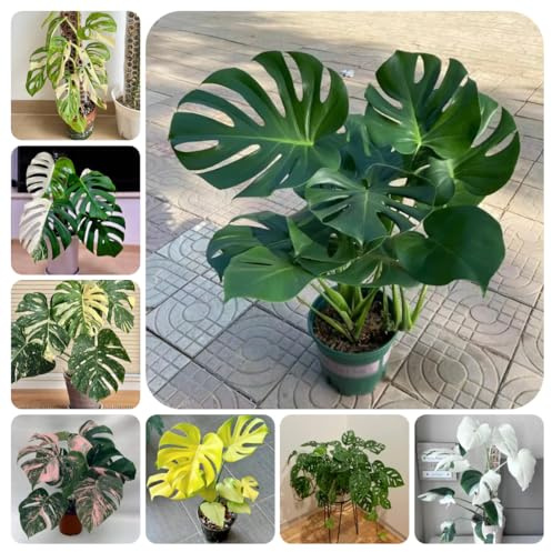 semillas de monstera - perennes, jardín resistentes exterior, exóticas 300pcs