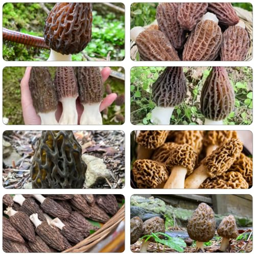 Morcheln gemüsesaat gemüsebeet zimmerbonsai bonsai zimmerpflanze hochbeet balkon winterharte balkonpflanzen kübelpflanzen winterhart mehrjährig heilkräuter gemüsesamen hochbeete für 500samen