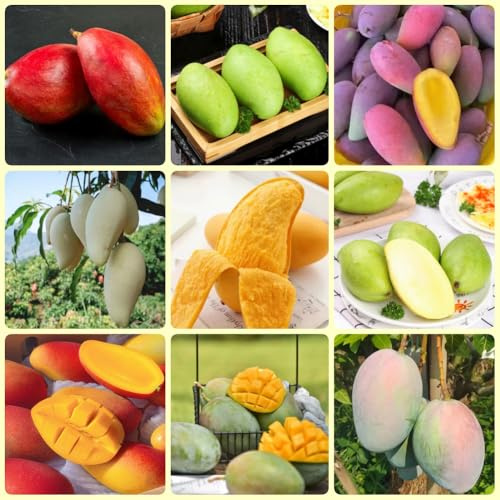 Semi di mango, mango, rare, colonnari, colonnari sono resistenti rari, regali 6pcs