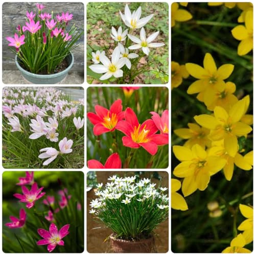 5zwiebeln zephyranthes - blumenstrauß zephyranthes blumenzwiebeln winterlinge für sonnige plätze gartenblumen