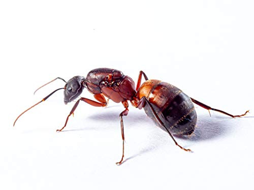 Camponotus cruentatus live queen ant Queen with brood 1-5 workers (starter kit)