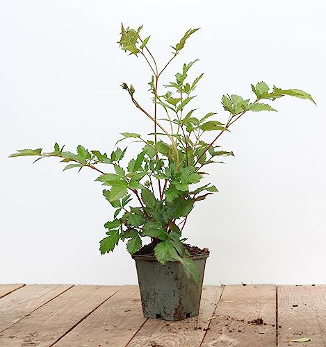 Astilbe japonica 'Montgomery' 9x9 cm Topf – Winterhart, Mehrjährig, Pflegeleicht – Prachtspiere – Staude für Schattenbeet & Garten
