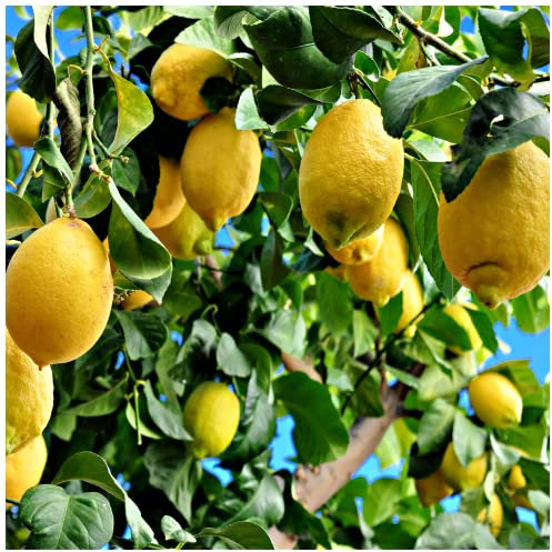 Citrus 'Lemon' Tree, 40-50cm Tall in a Pot, Ready to Fruit, Stunning Evergreen Tree 3fatpigs®