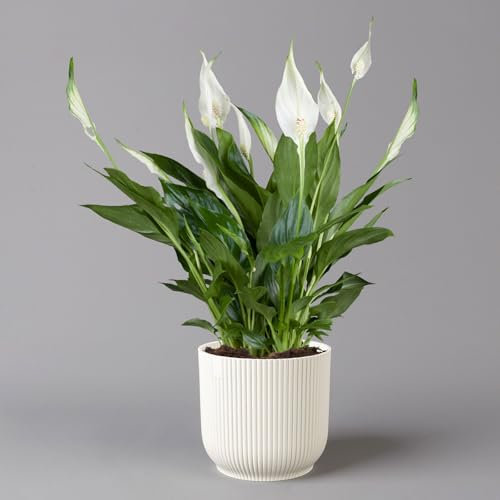 Einblatt 'Bellini' in Übertopf Vibes weiß, Topf-Ø 13 cm, Höhe ca. 30 cm