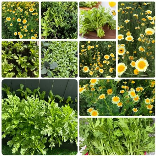 Semi di crisantemo Coronarium, crisantemo commestibili, verdi, orto esotiche, giardino 1000pcs