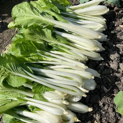 semillas de pak choi, decoración jardín balcón orgánicas 60pcs