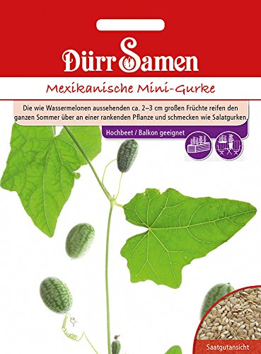 Dürr-Samen - Mexikanische Mini-Gurke Saatgut
