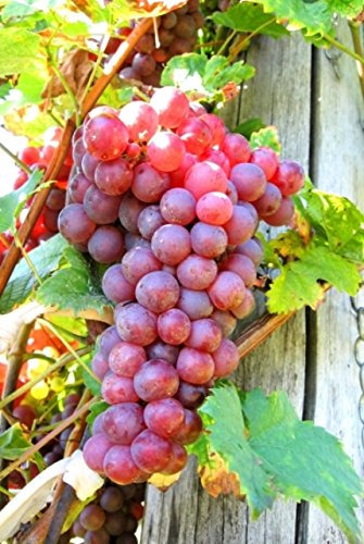 Carbeth Plants Suffolk Red Grape Plant in 9cm Pot - Edible Grape Vine