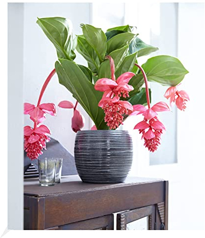 BALDUR Garten 1x Medinilla 'Bel Air', Pflanze im 15 cm-Topf | blühende Zimmerpflanze, blüht bis zu 2 Monate lang, blühend, Medinilla piccolinii, große Blütenrispen, Zimmerpflanzen-Rarität