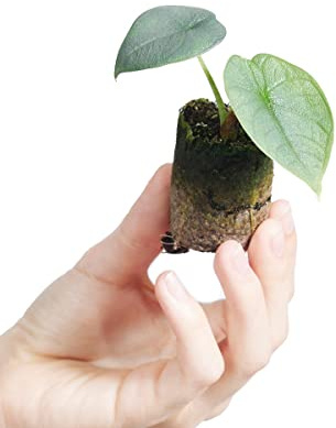 PLNTS - Baby Alocasia Alocasia Melo - Zimmerpflanzen, Pflanzen Echt, Nachhaltige Verpackung - 2cm Stecklinge - Höhe 10cm - Direkt von der Gärtnerei