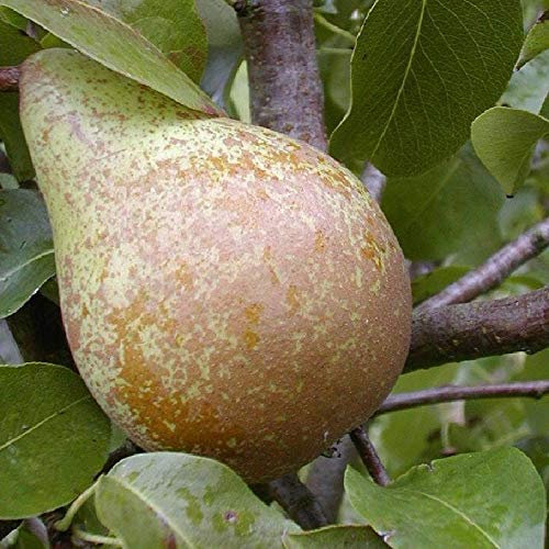 Köstliche von Charneux Birne Birnenbaum Herbstbirne kleinbleibend sehr saftig
