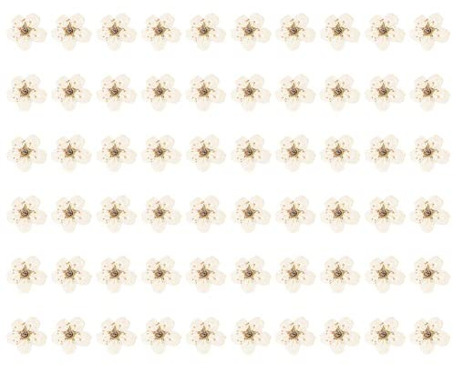 Zghhc 60 Teile/Satz Mini Gepresste Blumen Getrocknete Narzissen Blumen Für Kunst Handwerk Scrapbooking Harz Schmuck Telefon Fall Lesezeichen Postkarte Nagel Kunst Handwerk DIY Machen