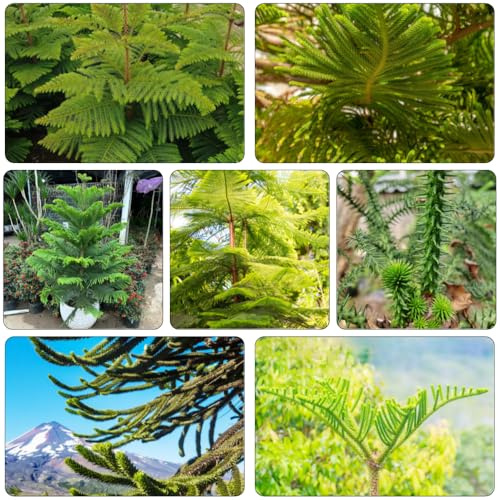 araucaria araucana - blumengarten gartenkräuter kräutergarten grünpflanzen wildkräuter kübelpflanzen winterhart mehrjährig balkongarten bonsaibaum pflanzendeko stauden winterhart 20samen