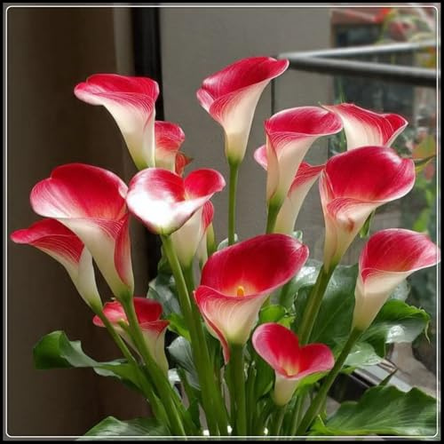 Mehrjährige Calla-Lilie, Elegante Gartenknolle, Winterharte Calla-Lilie, Einfach anzubauen und zu pflegen, Gedeiht gut in Töpfen.-8 Rhizome-D