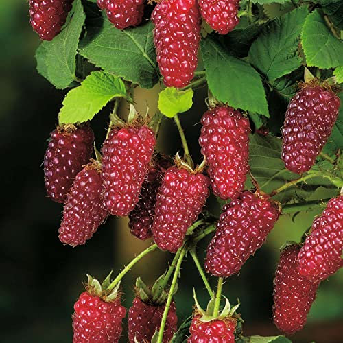 Him-Brombeere 'Buckingham Tayberry®'