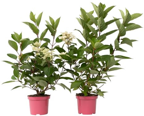 Plant in a Box - Hortensien- Hydrangea paniculata 'Early Harry'- Höhe 25-40cm -Topf 19cm - Winterharte Gartenpflanze