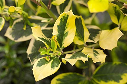 Ilex x altaclerensis 'Golden King' 30–40 cm – Winterhart, Immergrün, Pflegeleicht – Gelbbunte Stechpalme – Heckenpflanze für Garten & Sichtschutz
