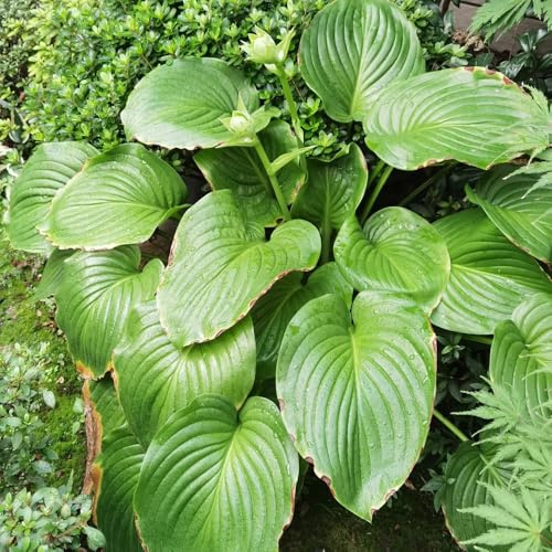 semi di hosta, decorazione da giardino per esterni Hosta plantaginea, per giardino semi di selvatici regali per gli amanti del giardino funky resistente regali 350pcs