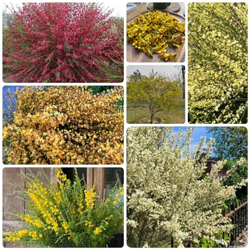 semillas de retama de semillas del jardín balcón variedades antiguas exótico lugares soleados resistentes silvestres 200pcs