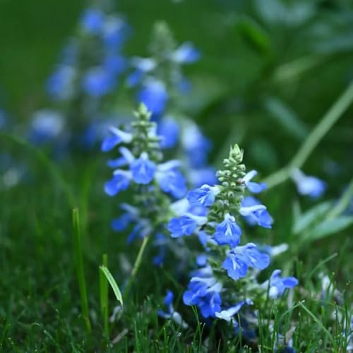 Semi di salvia, semi da giardino Salvia japonica, semi di perenni rare vecchie varietà 150pcs