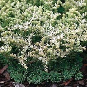 Sedum Cliff Stonecrop semi succulente (Sedum glaucophyllum) 50 + Semi
