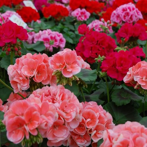 geranio semi di perenne selvatici semi di giardino perenni resistenti all'inverno decorativi giardino interno 450pcs
