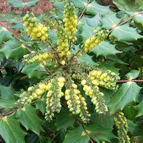 Mahonia Japonica 'Hivernant'- Mahonia du Japon 'Hivernant' 50-60 cm en conteneur