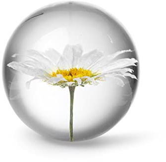 In Flore Daisy Briefbeschwerer aus Harzglas, mit echtem weißen Gänseblümchen, 7 cm, weiß
