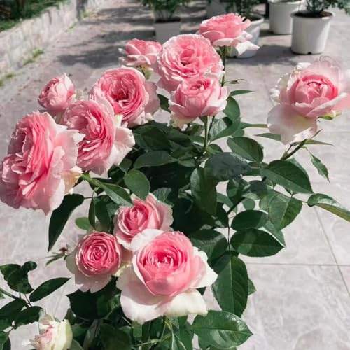 semillas de rosal, rosal trepador decorativas, cortadas perenne resistente que cubre suelo para balcones, resistentes 25pcs