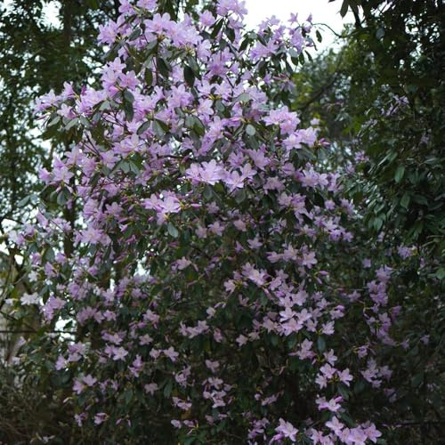 semi di rododendro - balcone resistente aiuola perenni biologici 80pcs