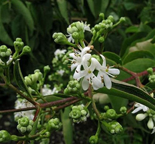 Sieben Söhne des Himmels Strauch 80-100cm - Heptacodium miconioides - lebende Gartenpflanze aus den Baumschulen