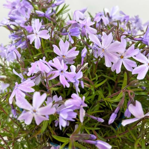 Phlox subulata 'Emerald Cushion Blue' blau, Topf 11x11 cm, 3 Pflanzen
