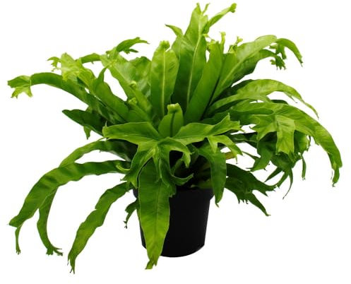 Asplenium nidus Chrissie - Variétés de fougères spéciales pour la chambre - Nid de fougère - Pot de 17 cm - Environ 30-40 cm de haut