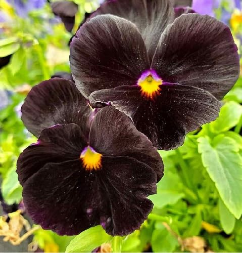 100Pcs Black Pansy Flower Seeds