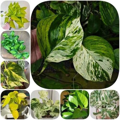 Semi di Pothos - d'appartamento facili curare verdi balcone ufficio vecchie varietà sempreverde, resistente al freddo rampicanti biologiche arredamento del 300pcs