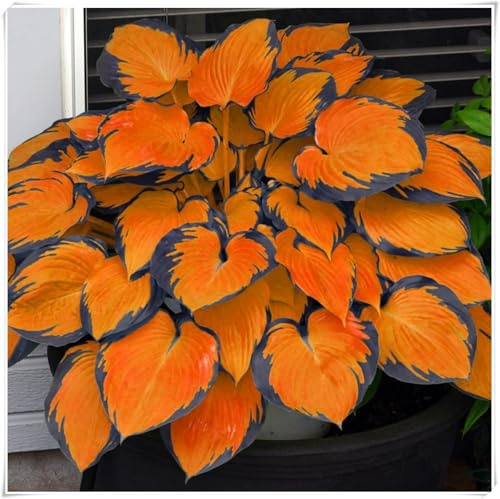 Mehrjährigen Hosta Rhizome, Funkien Wurzel, Robuste Gartenrhizome, Widerstandsfähig und Trockenheitsresistent, Gedeihen in Töpfen-4 rhizome-c