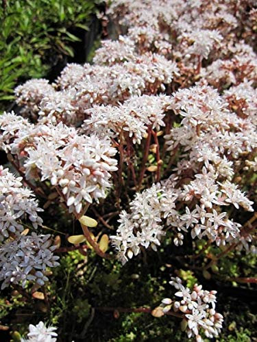 Fetthenne Coral Carpet - Mauerpfeffer - Sedum album Coral Carpet Verpackungseinheit 10